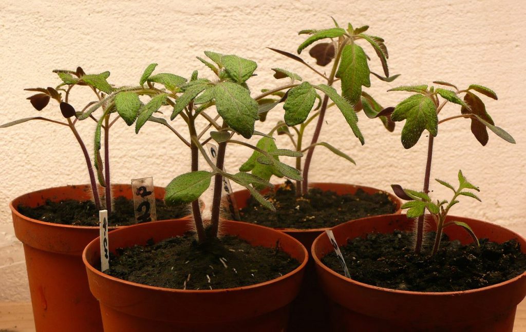 Tree Seedlings (File Photo/Flickr)