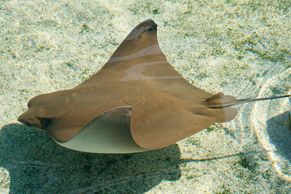 Cownose Ray (Photo: Aquarium of the Pacific)