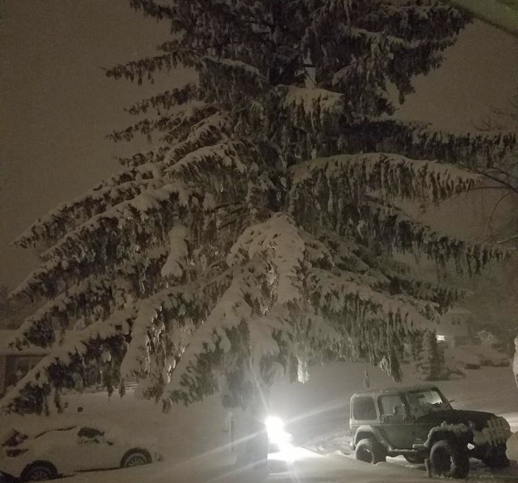 Snow weighs down trees during the March 21, 2018 snow storm. (Submitted Photo)