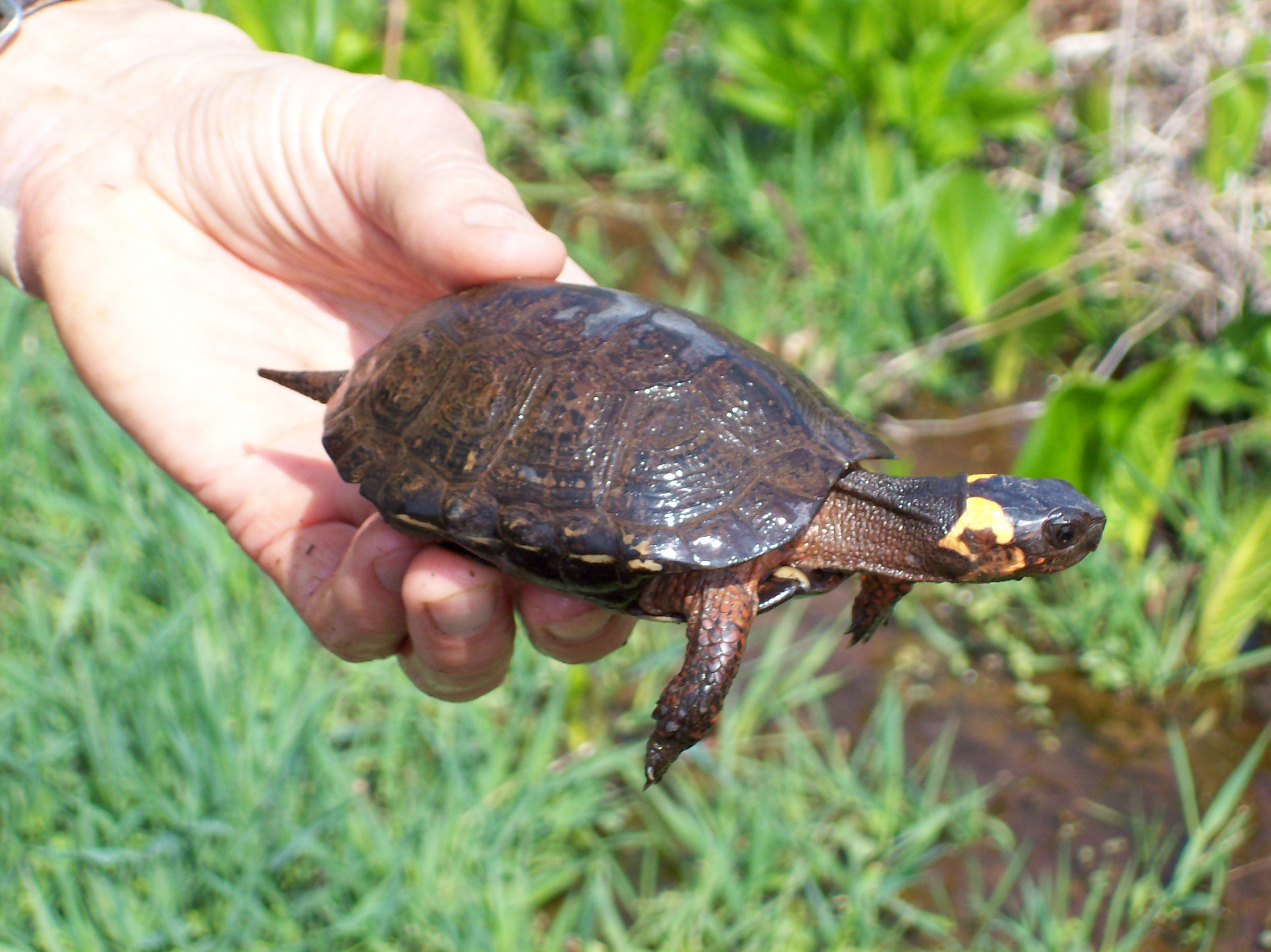 Bog Turtle (Credit: US Fish and Wildlife Service)
