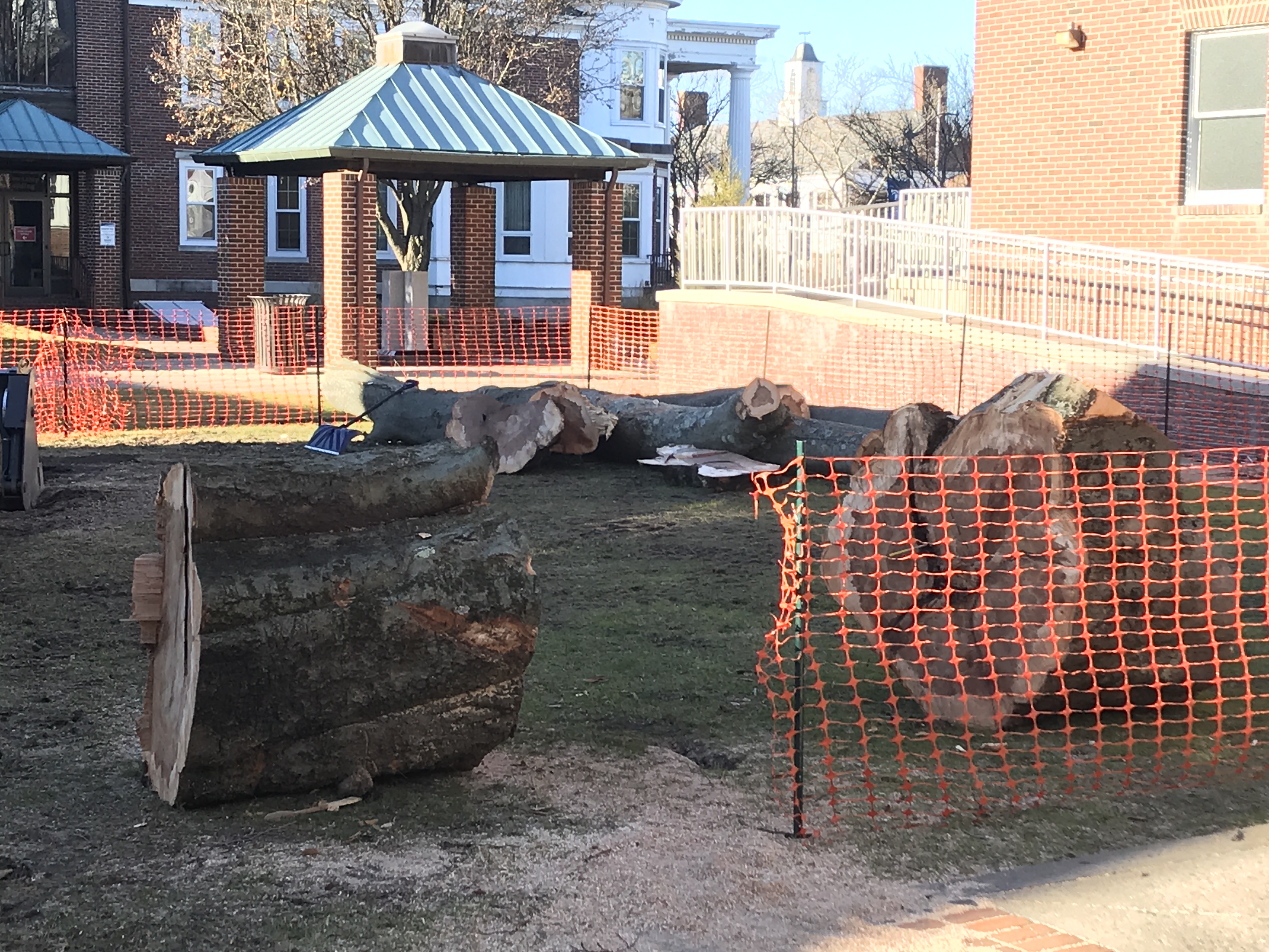 The remnants of a nearly century-old tree cut down in Toms River, Dec. 4, 2018. (Photo: Daniel Nee)