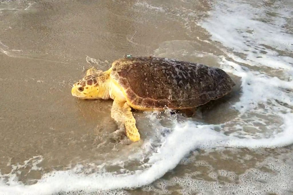 The 50th sea turtle rehabilitated by Sea Turtle Recovery enters the ocean. (Photo: Sea Turtle Recovery)