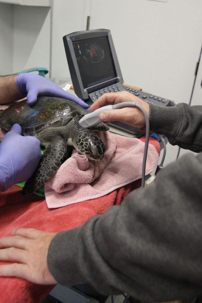 A cold-stunned sea turtle arriving at Sea Turtle Recovery. (Photo: Sea Turtle Recovery)