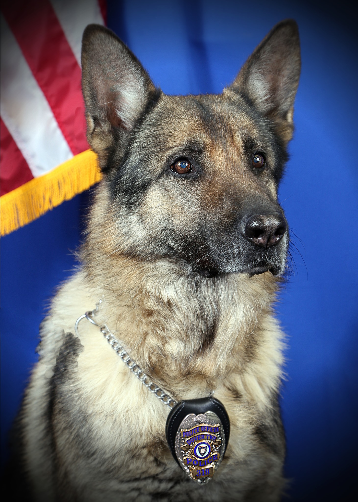 TRPD Mourns The Loss Of Beloved Police K9 Toms River NJ Shorebeat