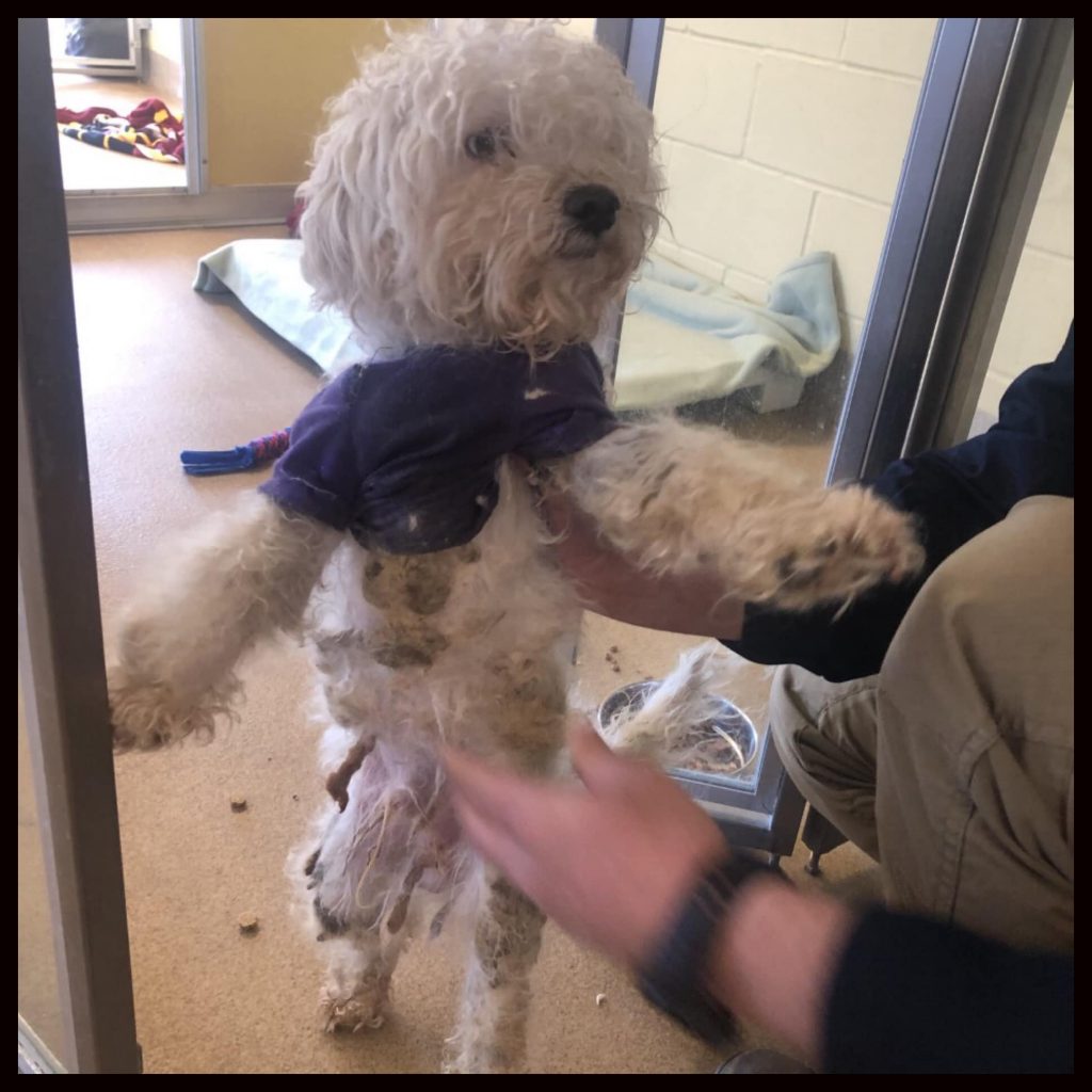 One of the dogs found abandoned outside the Ocean County Mall, March 13, 2021. (Photo: TRPD)