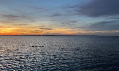 Ducks swim in Barnegat Bay at sunset. (Photo: Daniel Nee)