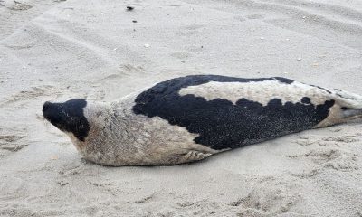 A 150-pound Arctic harp seal found on the beach in Lavallette, Feb. 2024. (Photo: Marine Mammal Stranding Center)