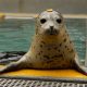'Turbo' the Pacific harbor seal at Jenkinson's Aquarium. (Photo: Jenkinson's)