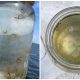 Clinging jellyfish found in Barnegat Bay and the Metedeconk River, June 2024. (Photo: Dr. Paul Bologna)
