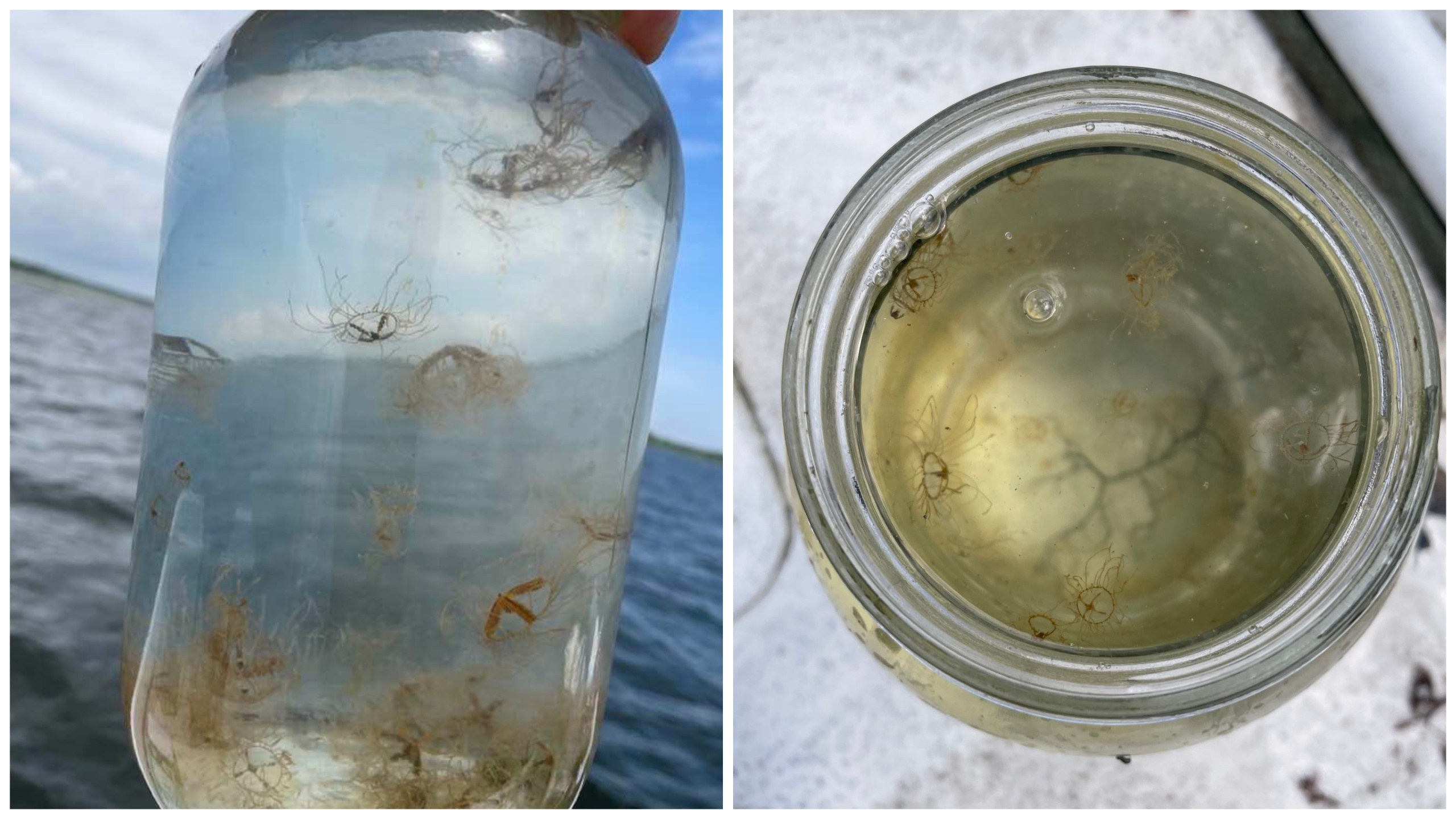 Researcher Finds More Than Dangerous Clinging Jellyfish In Northern Barnegat Bay Toms